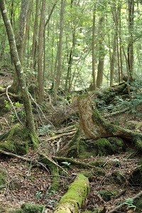 青木ヶ原樹海